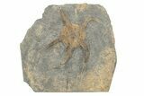 Ordovician Brittle Star (Ophiura) - Morocco #249054-1